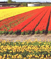 Tulpenfeld